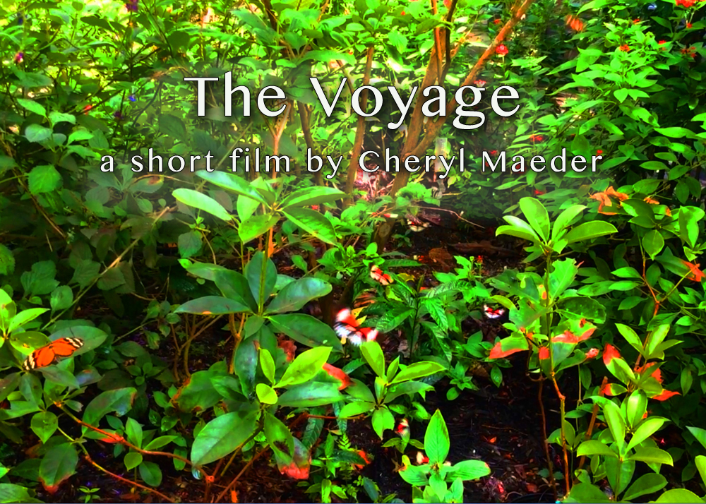 The Voyage Video Installation at Montefiore Medical Center